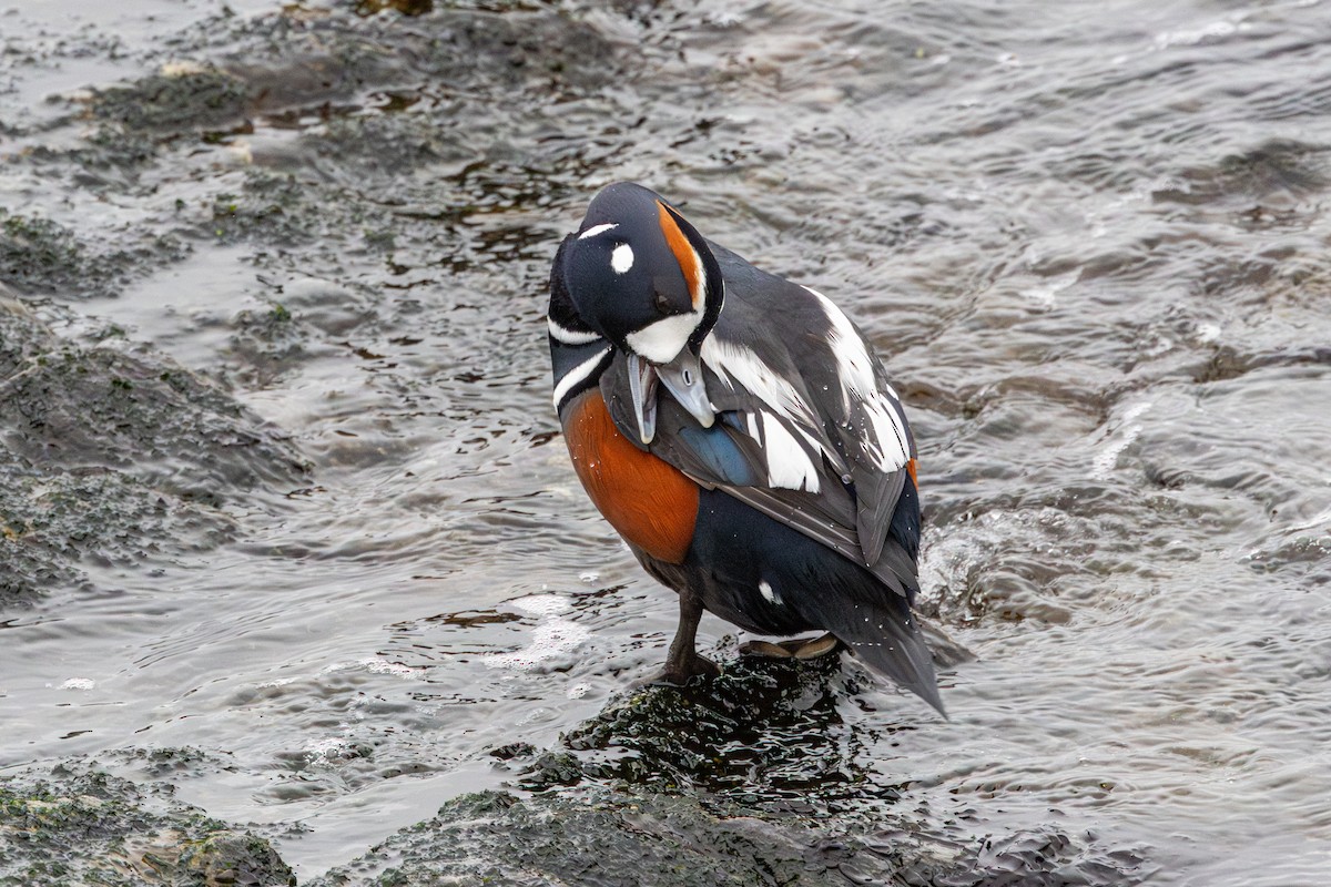 Palyaço Ördeği - ML647037417