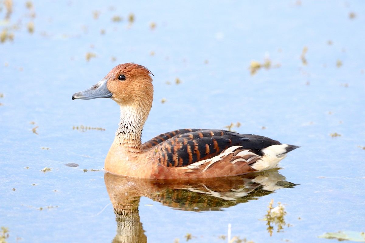 Zuhaitz-ahate kolorebikoa - ML647037420