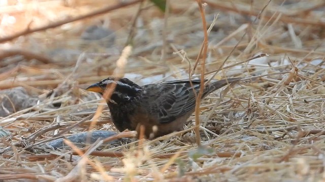 גיבתון קינמון - ML647037422