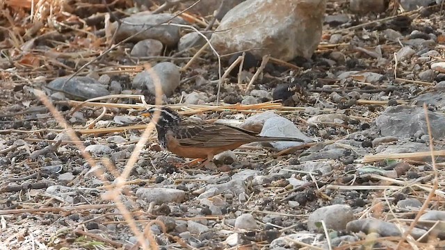 גיבתון קינמון - ML647037423