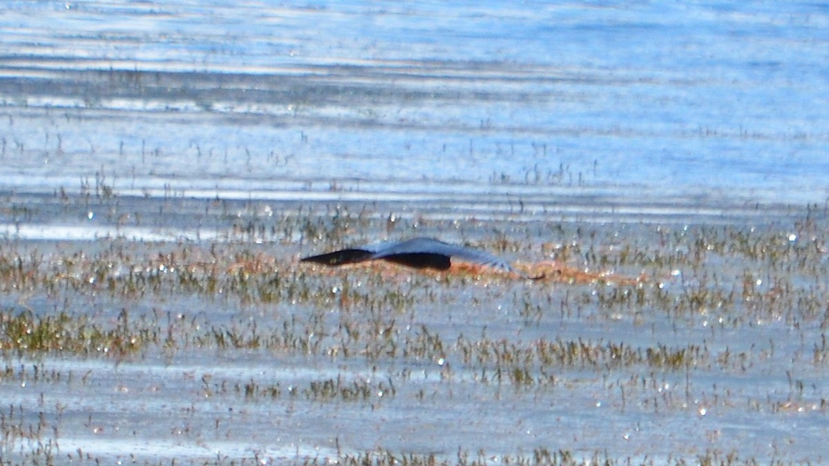 Little Blue Heron - ML647037428