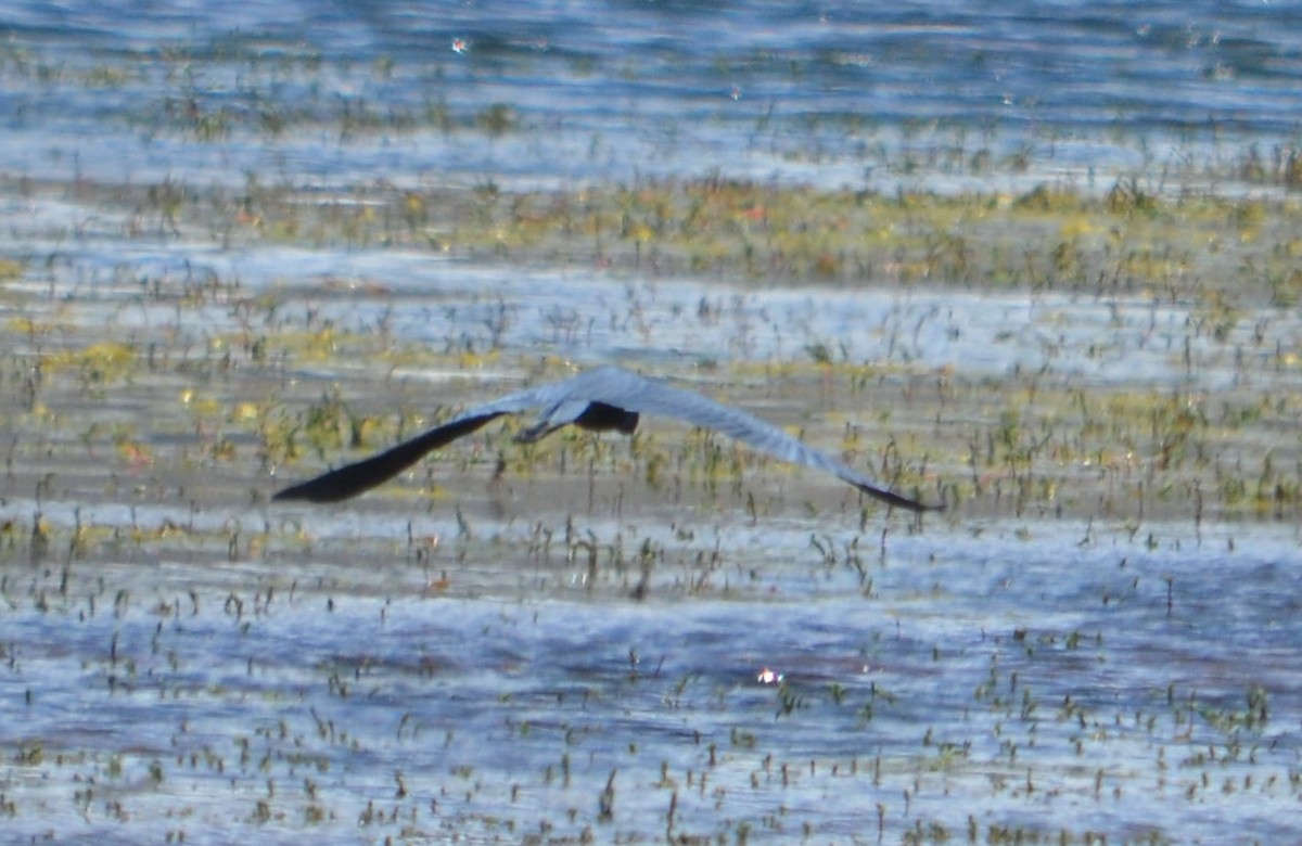 Little Blue Heron - ML647037429