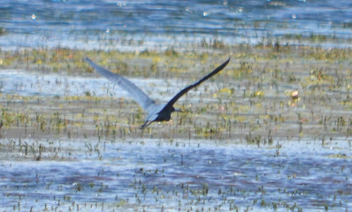 Little Blue Heron - ML647037430
