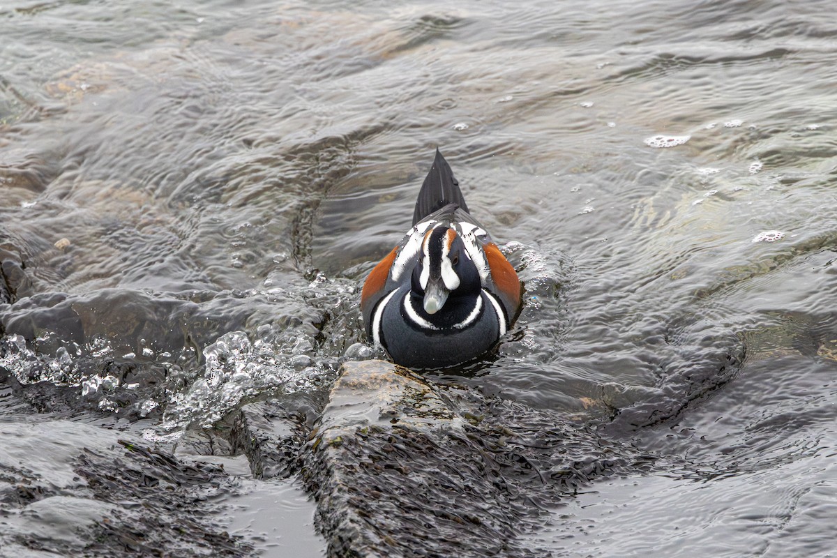 Palyaço Ördeği - ML647037432