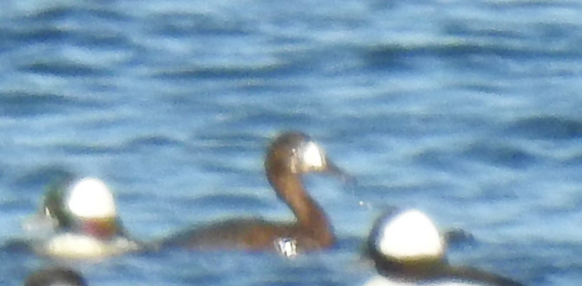 polák kaholka - ML647037433