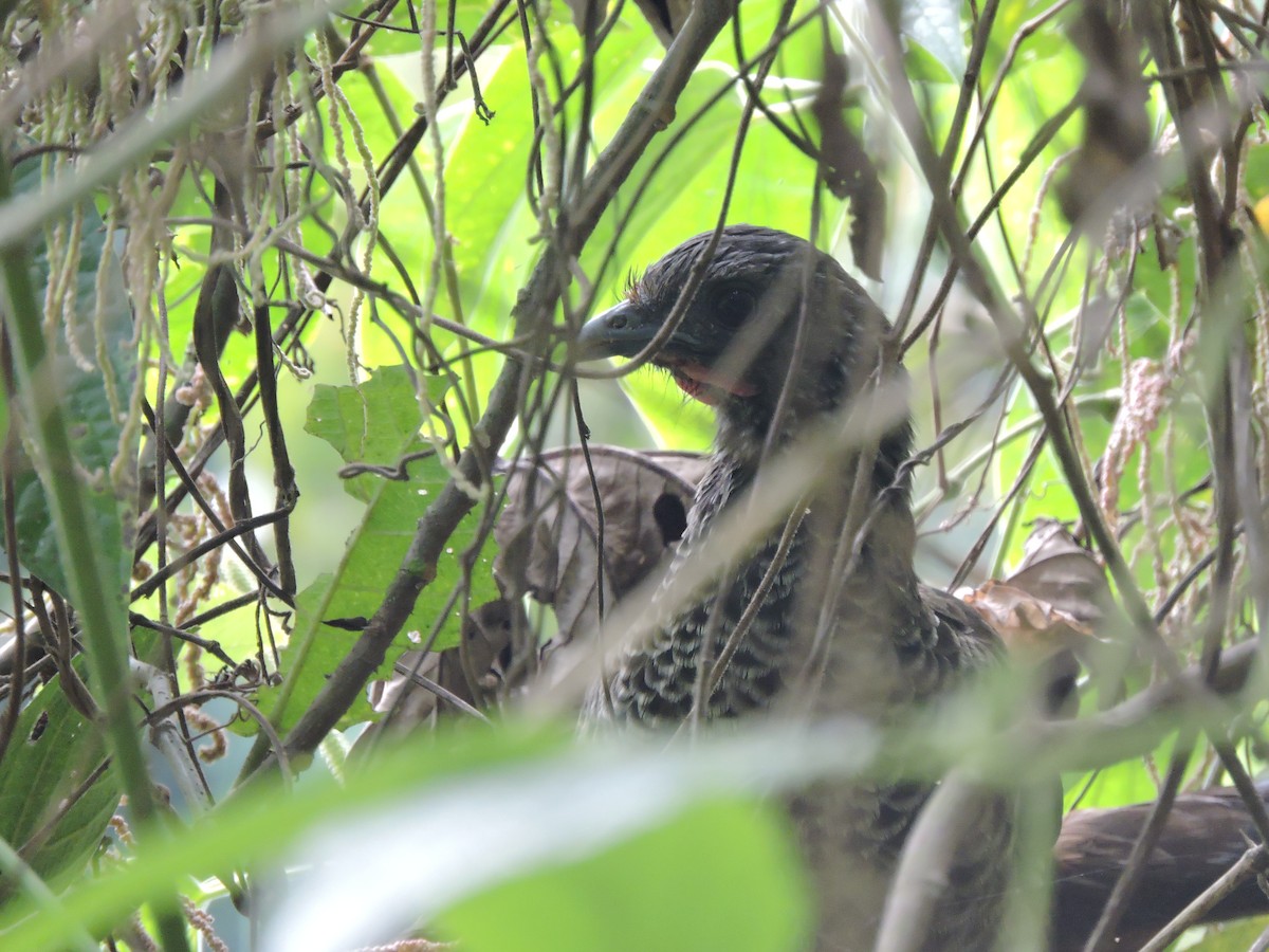 čačalaka kolumbijská - ML647037446