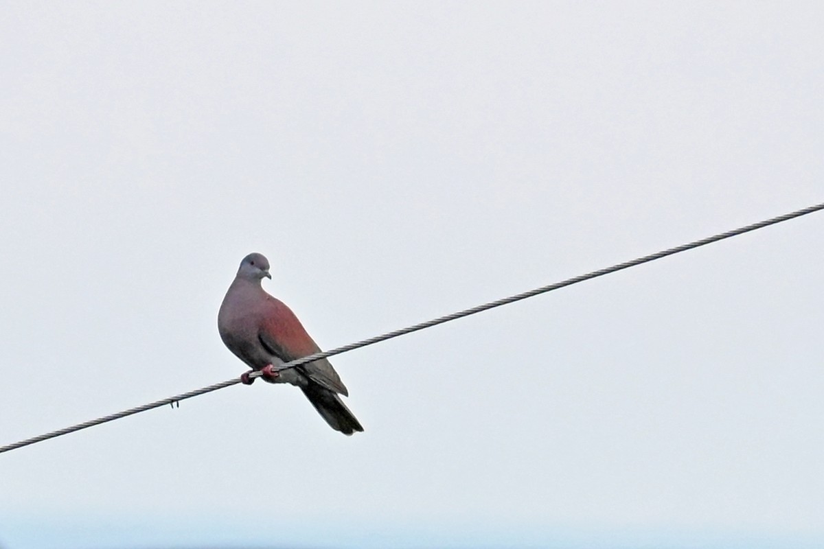 holub neotropický - ML647037447