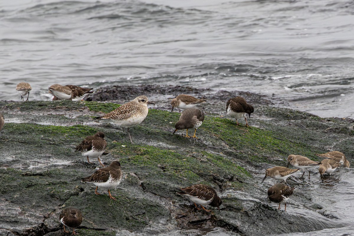 Gümüş Yağmurcun - ML647037450