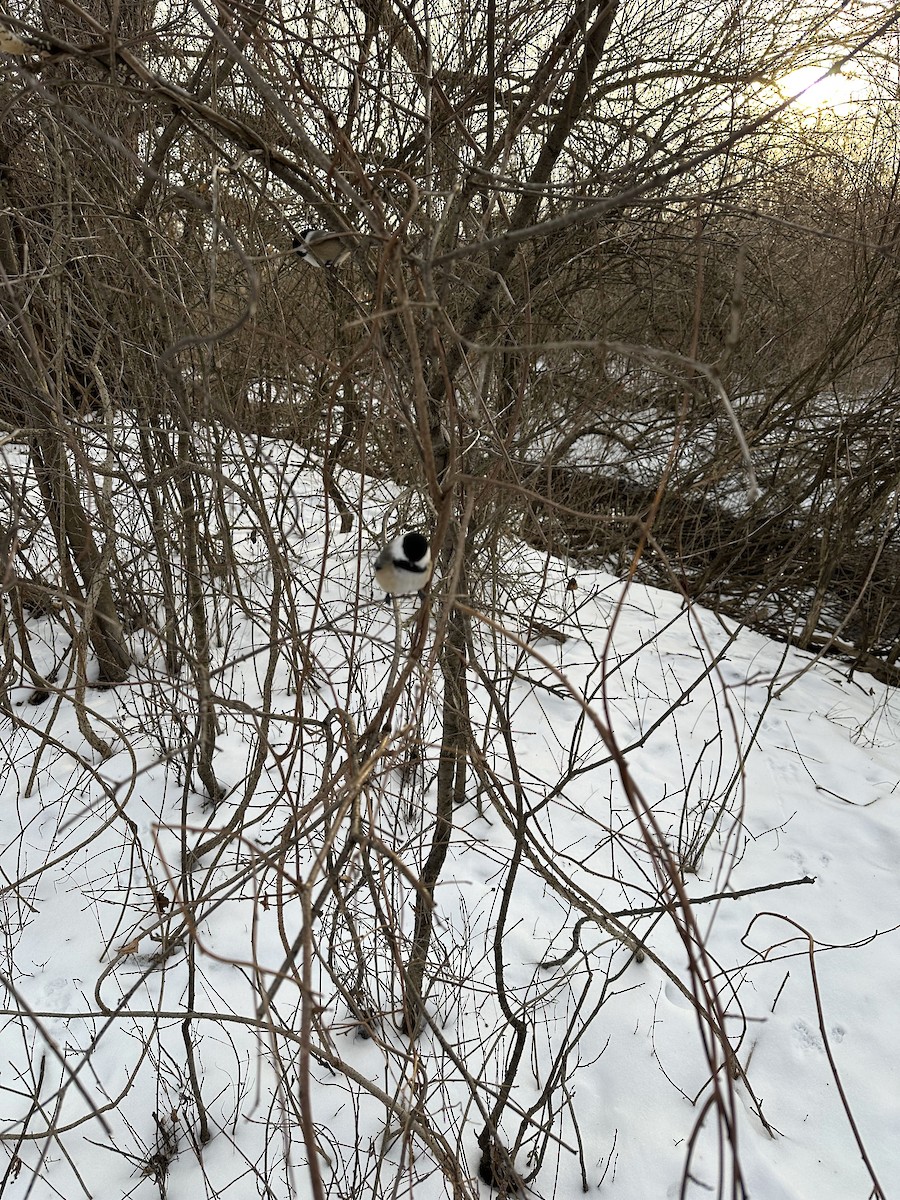 Black-capped Chickadee - ML647037451