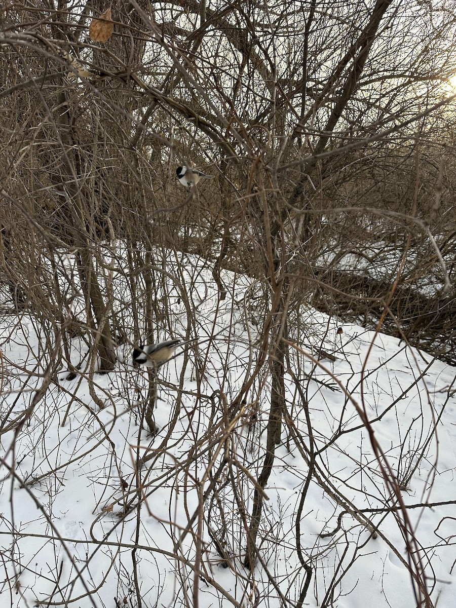 Black-capped Chickadee - ML647037452