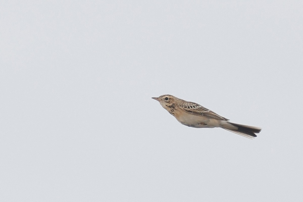 Richard's Pipit - ML647037458