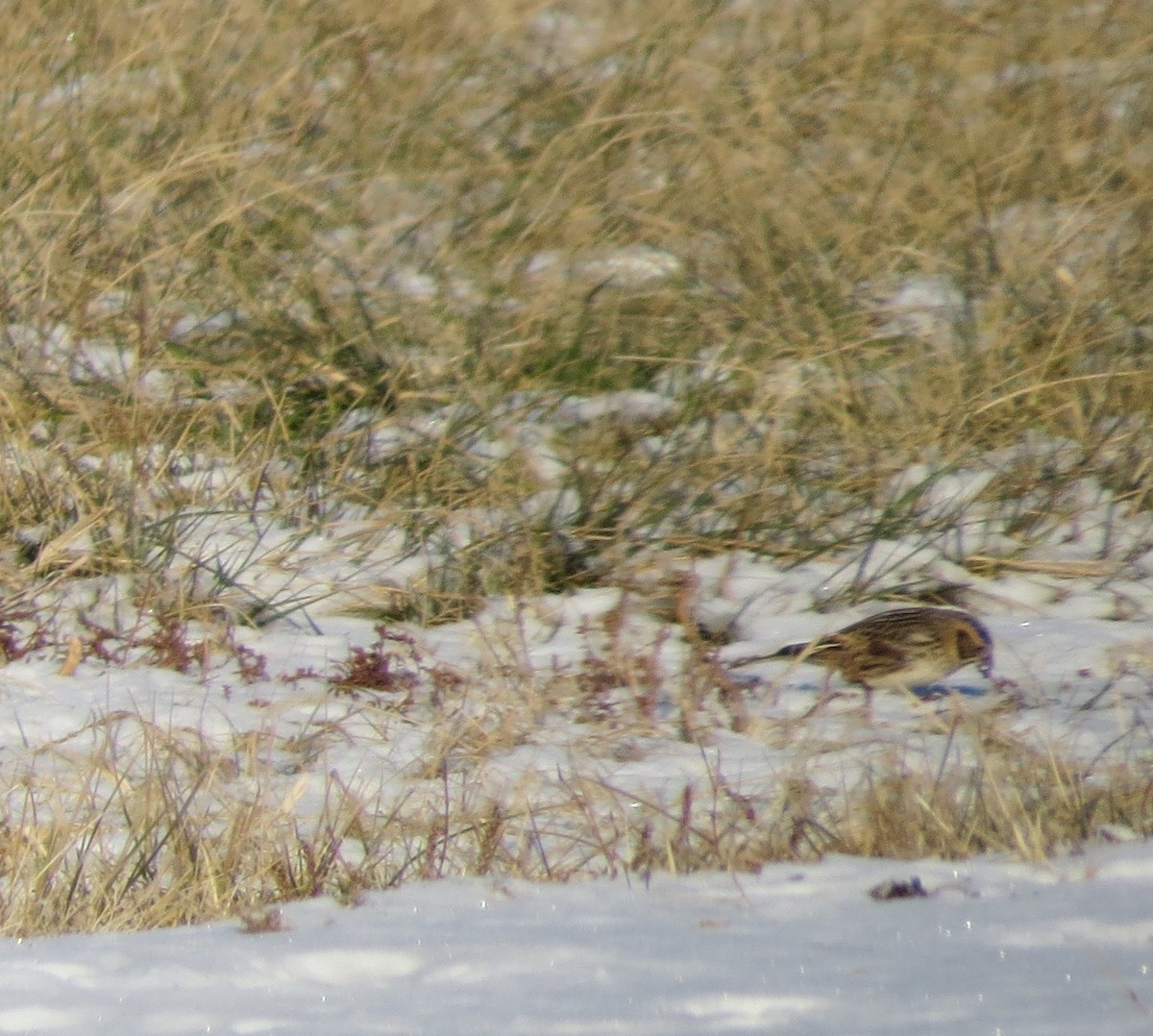 Подорожник лапландський - ML647037459