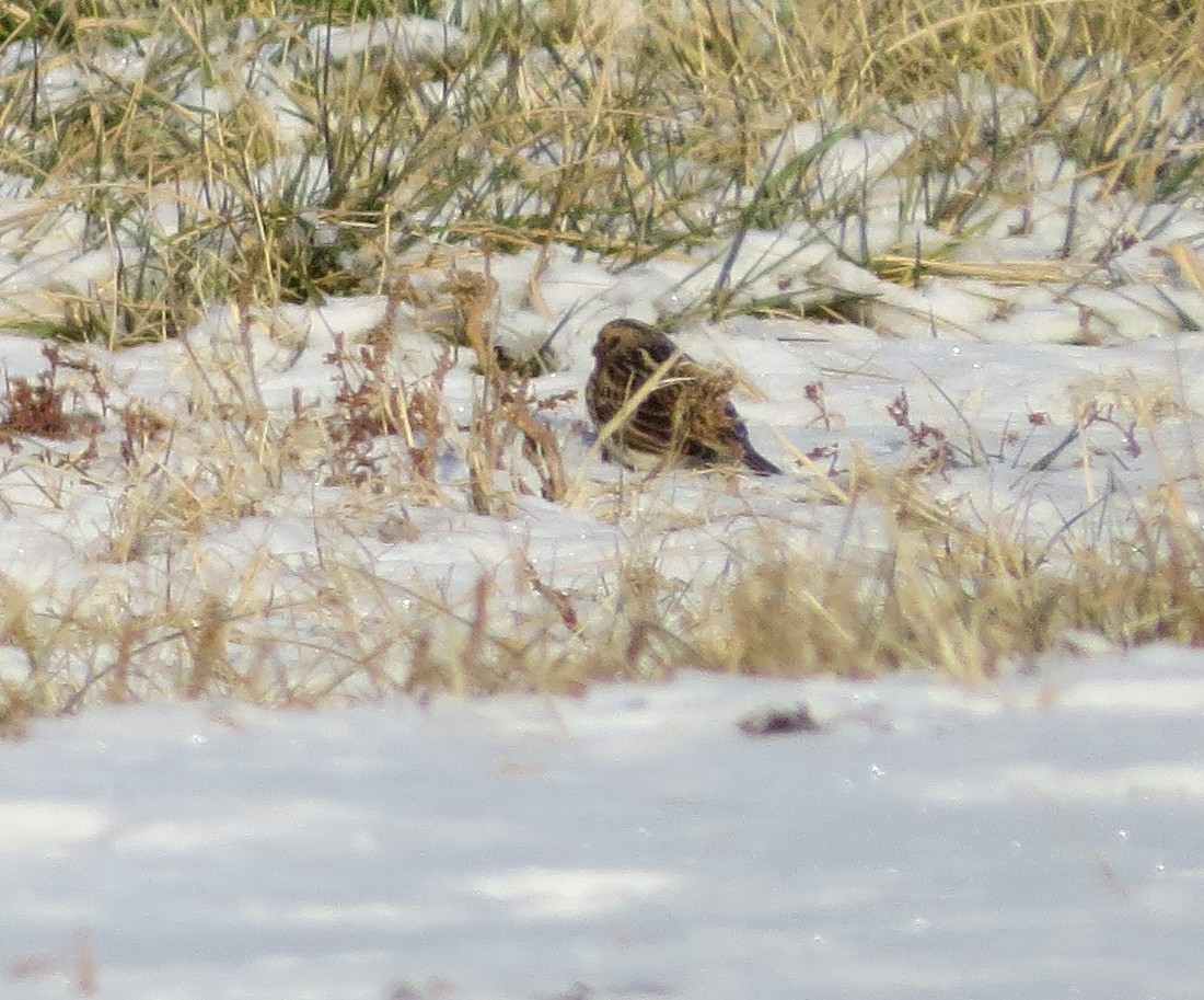 Подорожник лапландський - ML647037469