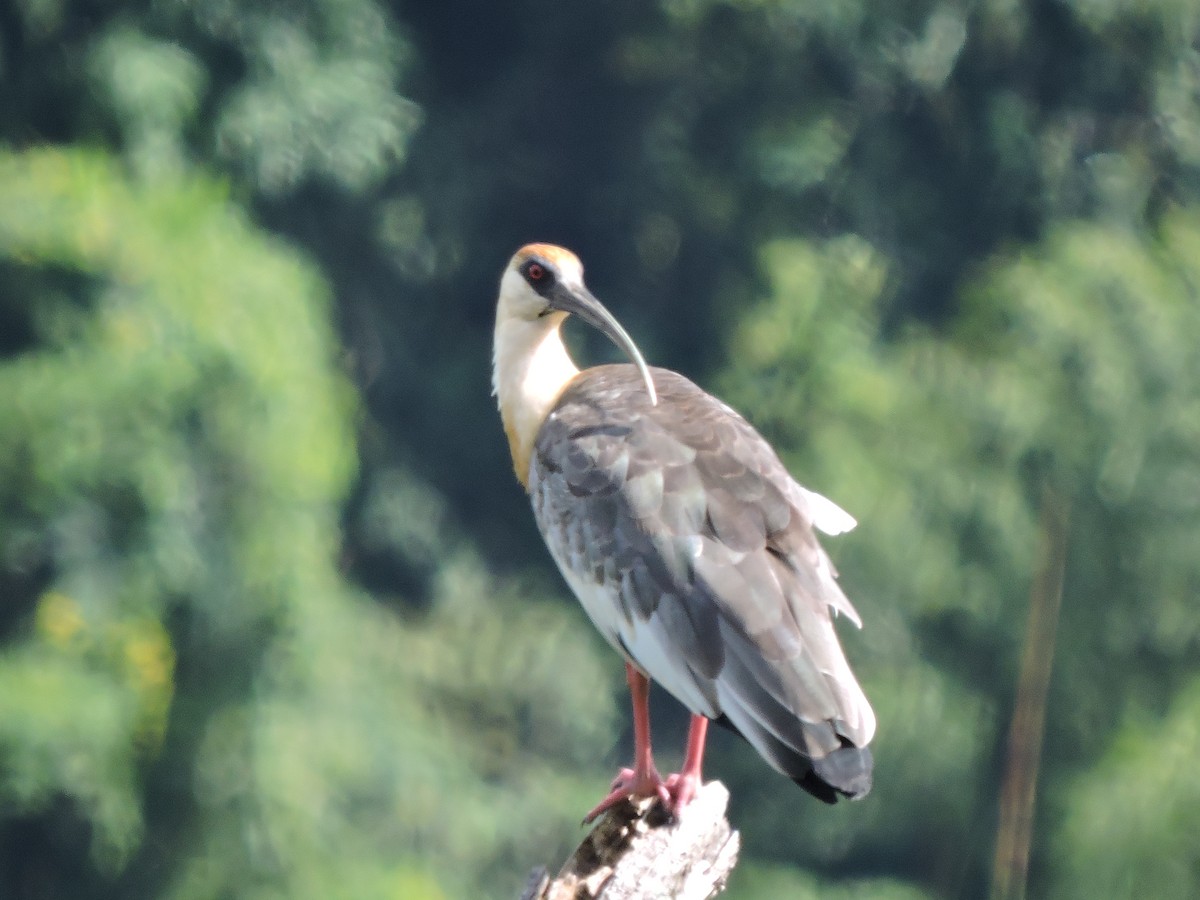 ibis bělokřídlý - ML647037470