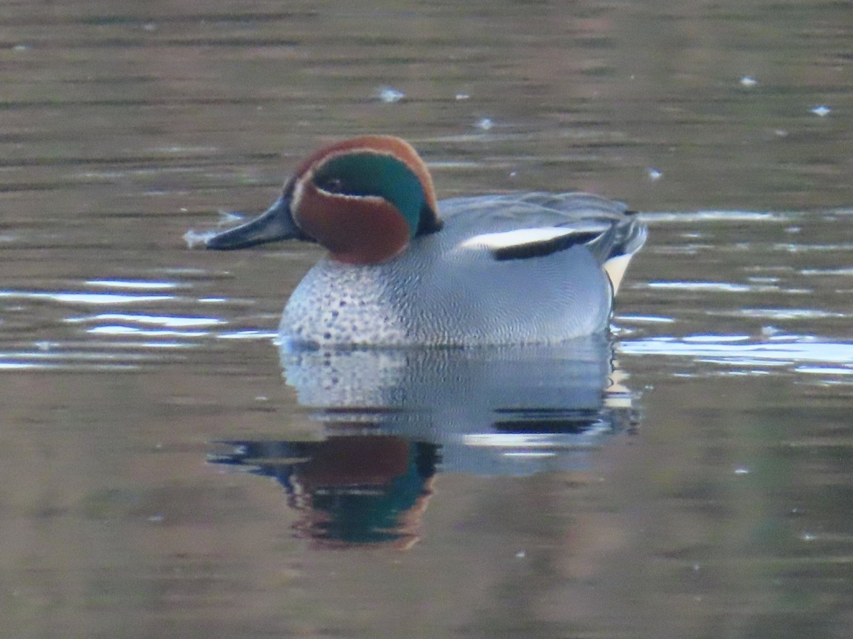 Green-winged Teal - ML647037475