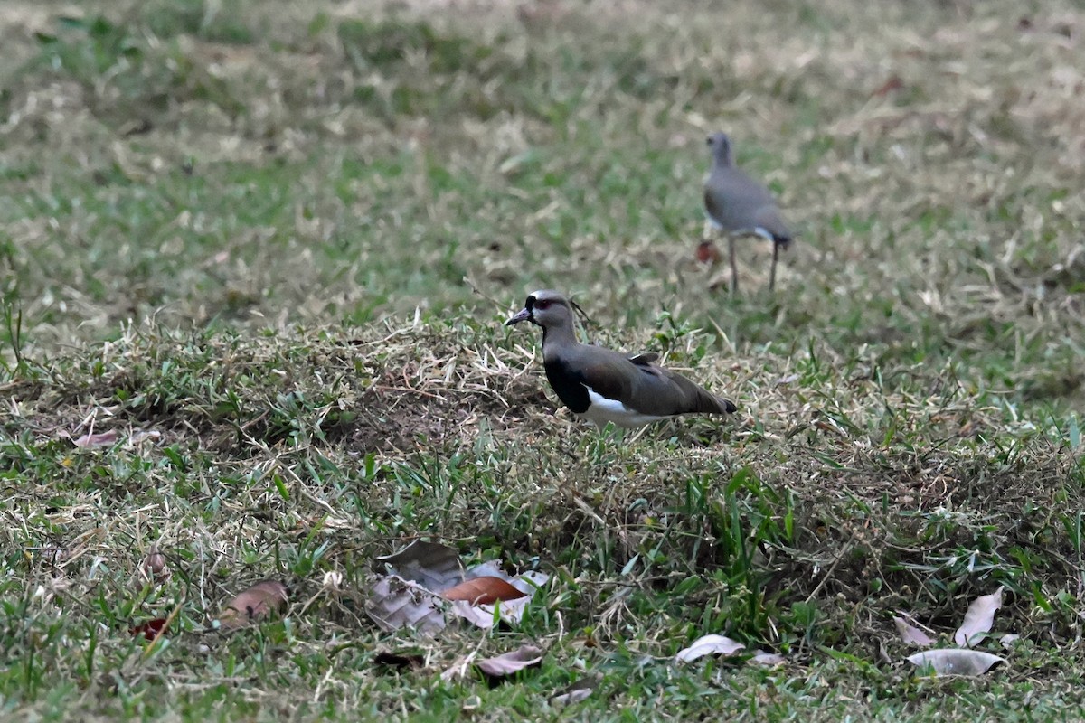 čejka jihoamerická - ML647037477