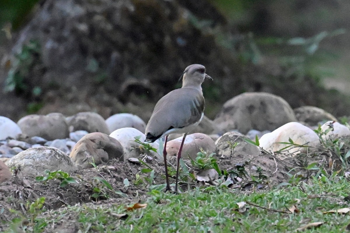 čejka jihoamerická - ML647037479