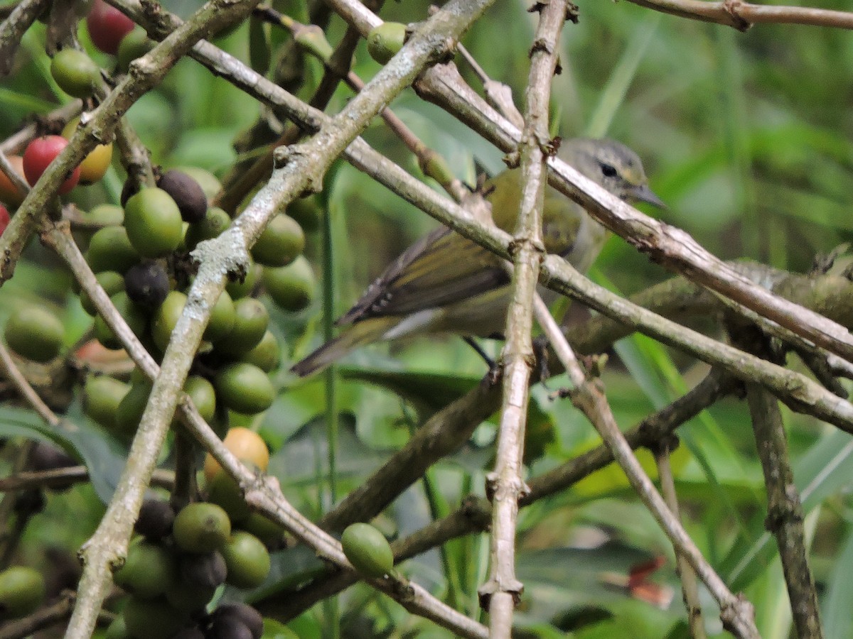 lesňáček olivový - ML647037480