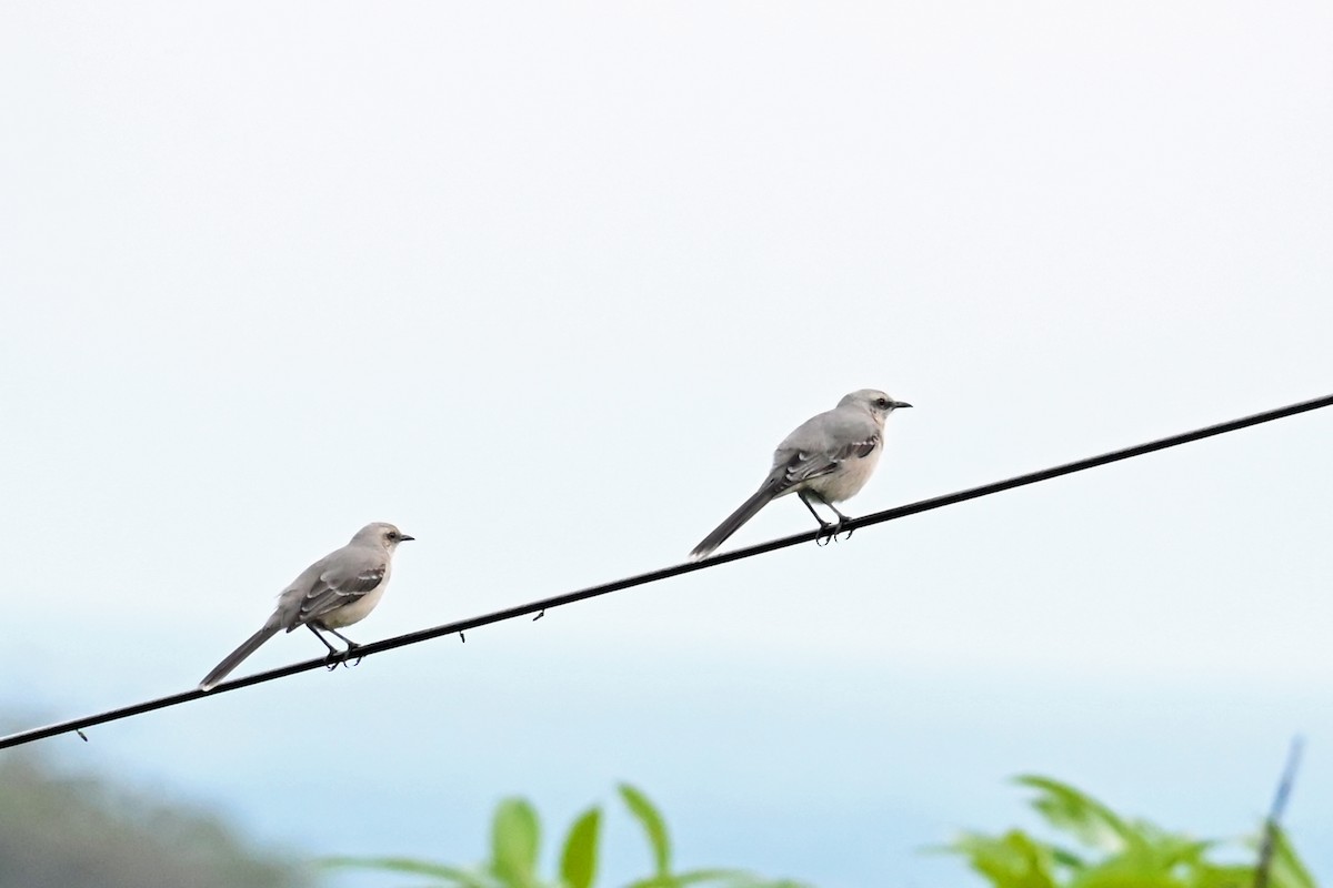 drozdec tropický - ML647037486