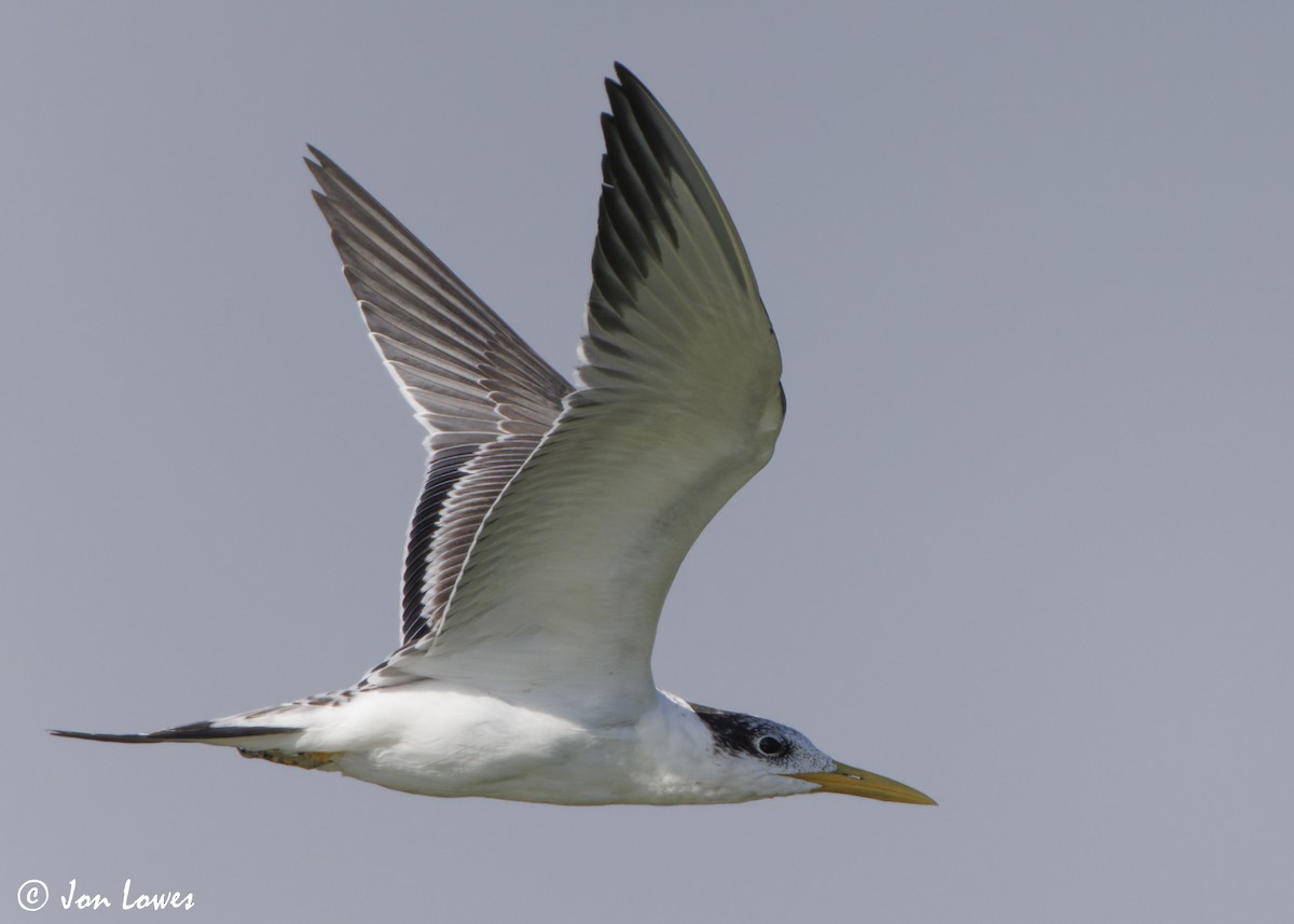 שחפית צהובת-מקור - ML647037492
