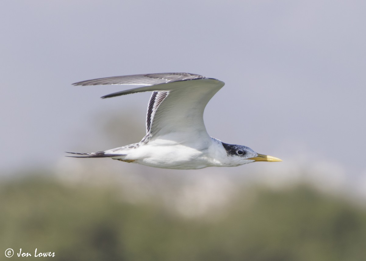 שחפית צהובת-מקור - ML647037493