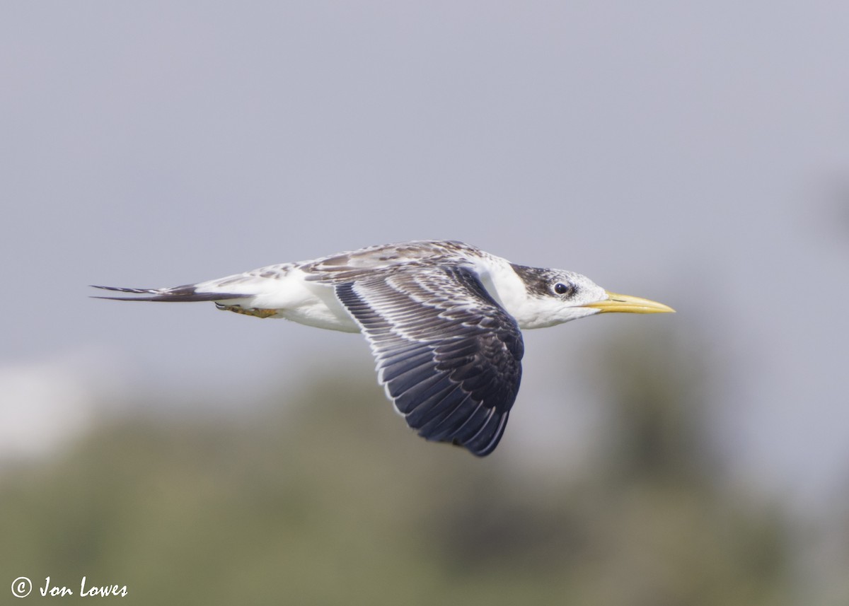 שחפית צהובת-מקור - ML647037498