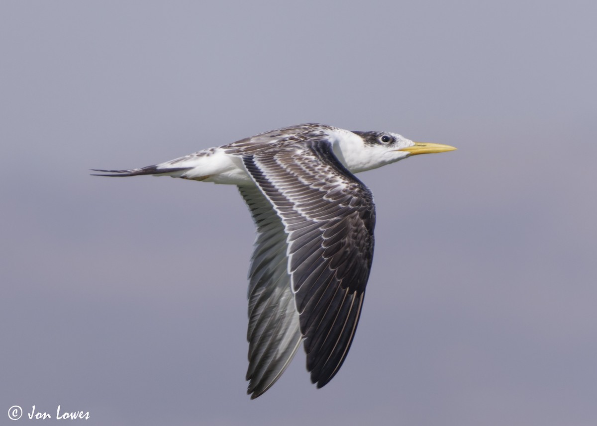 שחפית צהובת-מקור - ML647037499