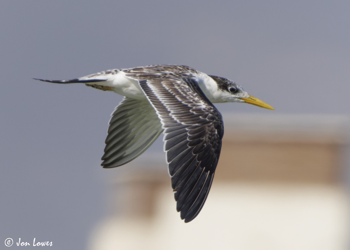 שחפית צהובת-מקור - ML647037500