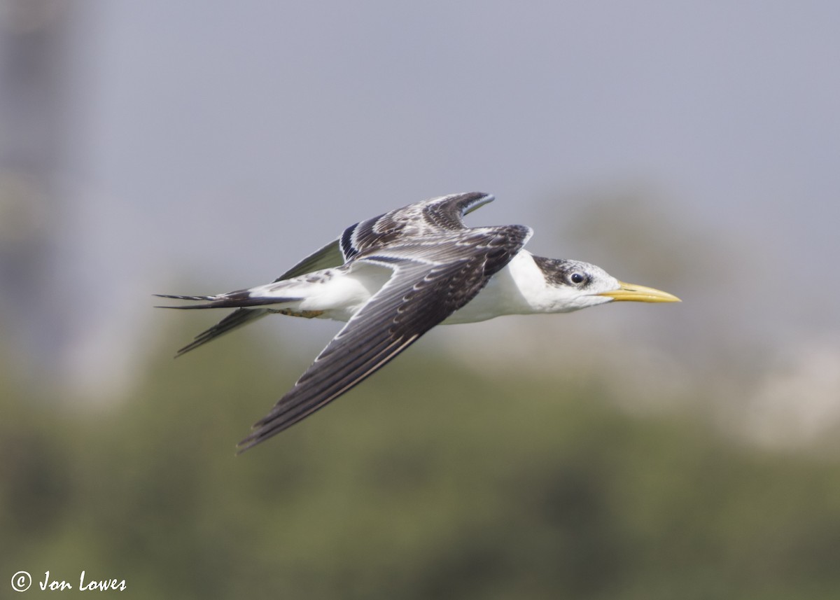 שחפית צהובת-מקור - ML647037501