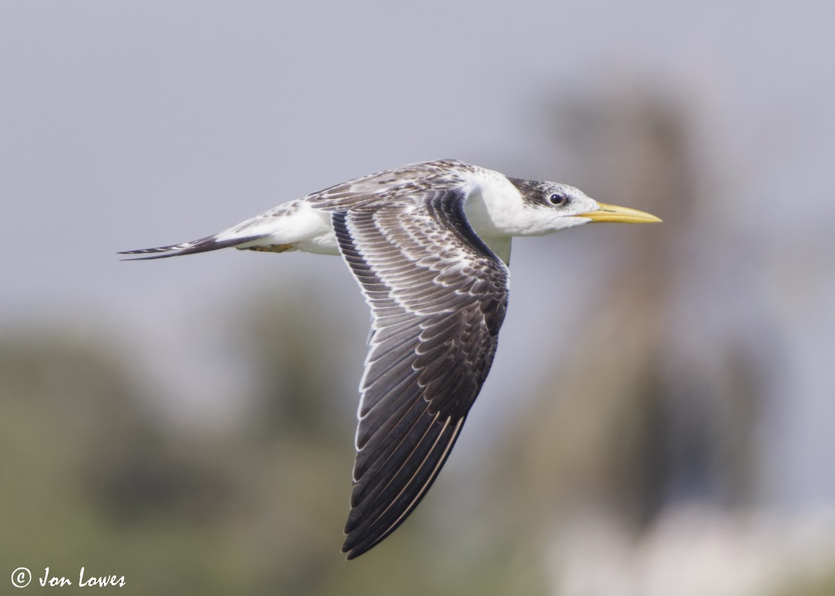 שחפית צהובת-מקור - ML647037503