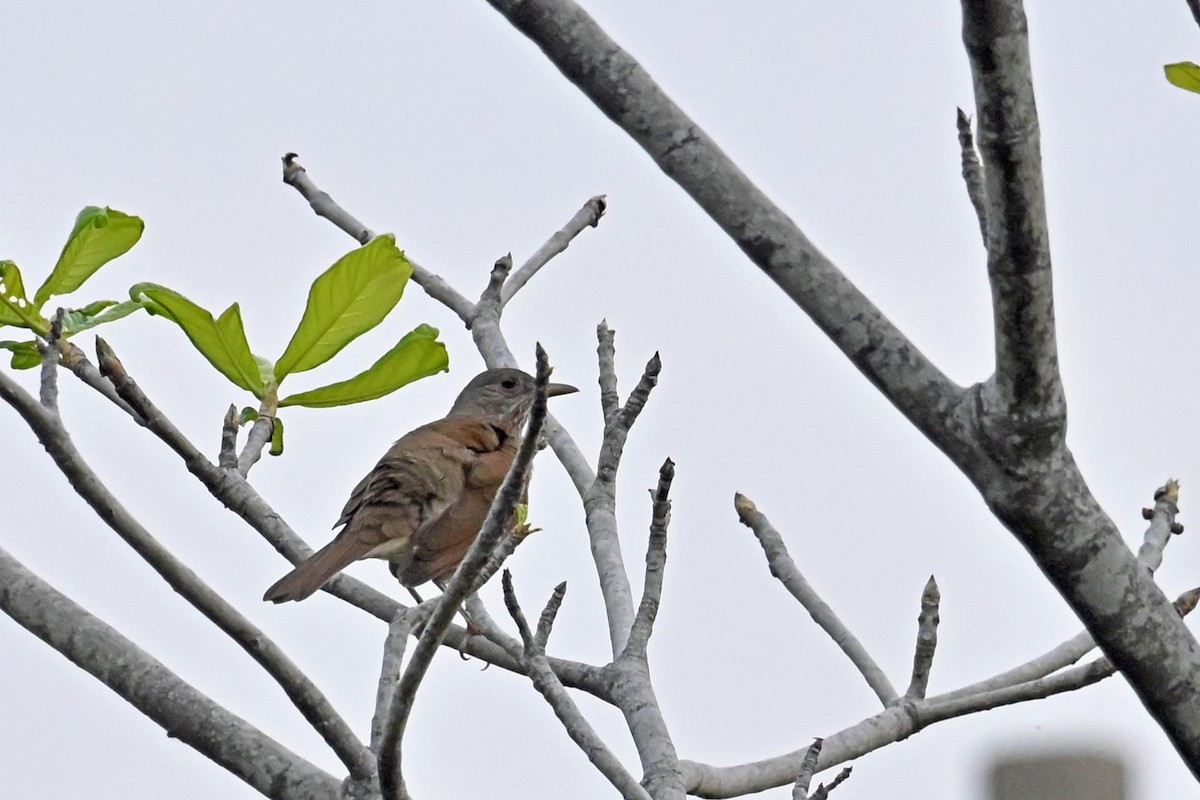 drozd bledoprsý - ML647037509