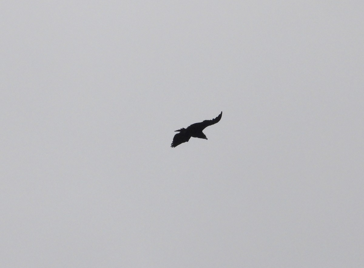 Buitre Negro - ML647037512