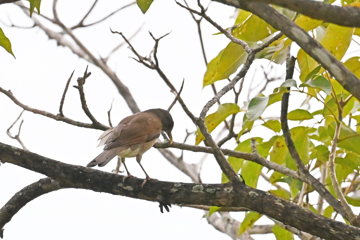 drozd bledoprsý - ML647037518