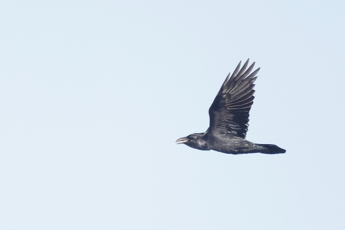 Common Raven - ML647037524