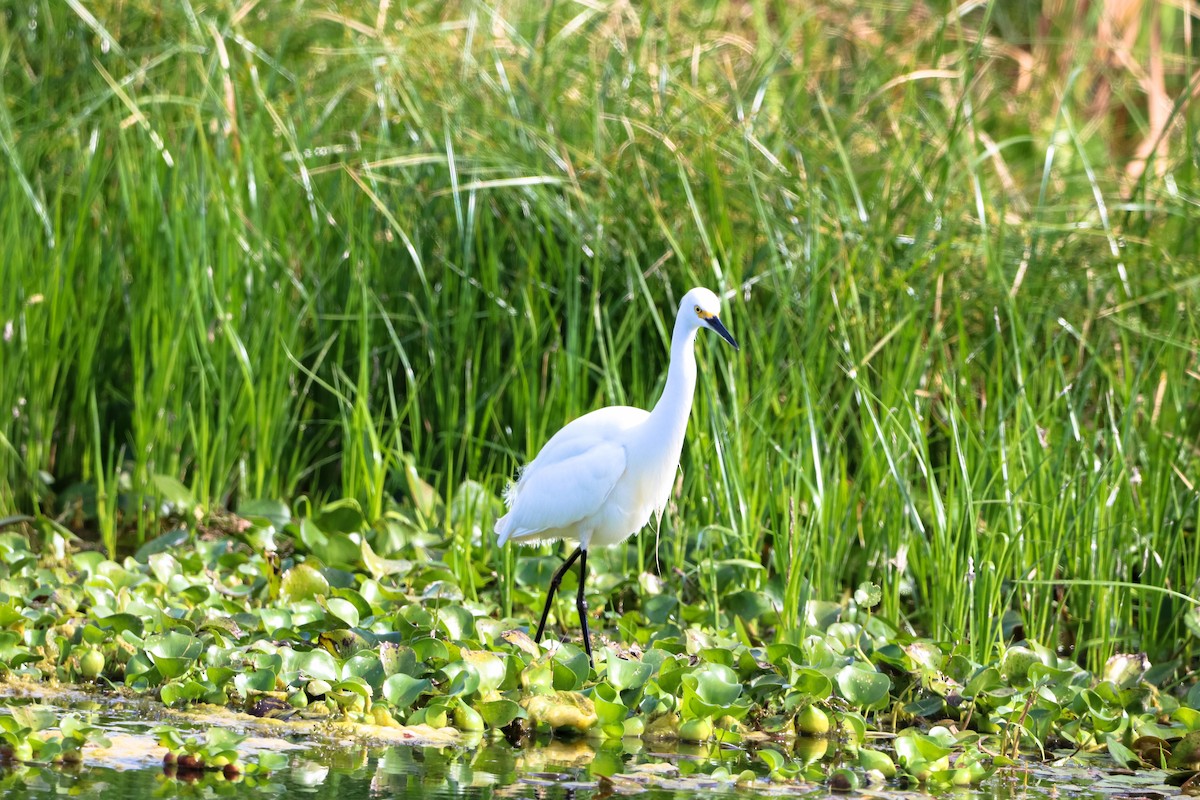 Garceta Nívea - ML647037541