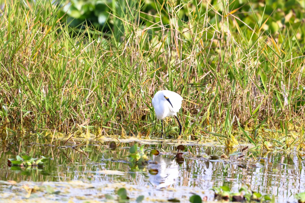 Garceta Nívea - ML647037545