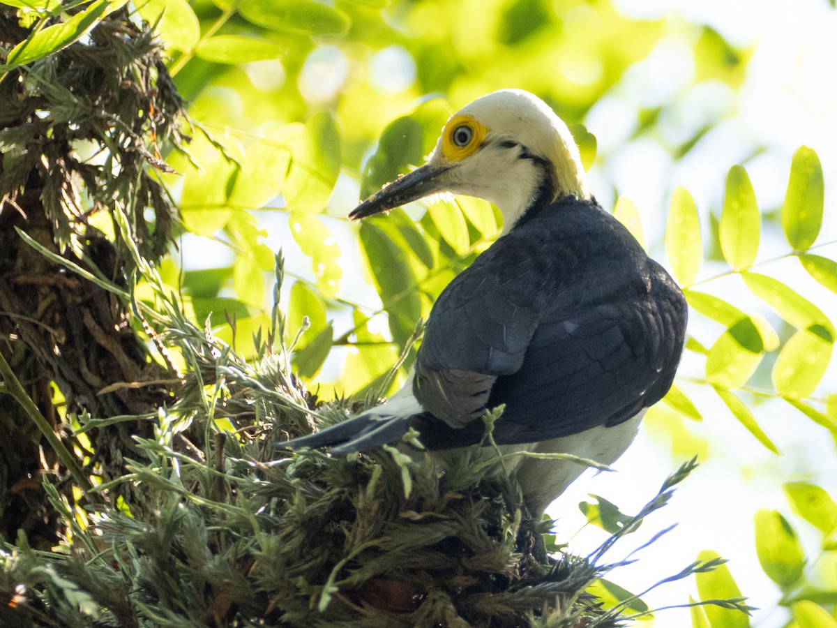 White Woodpecker - ML647037546