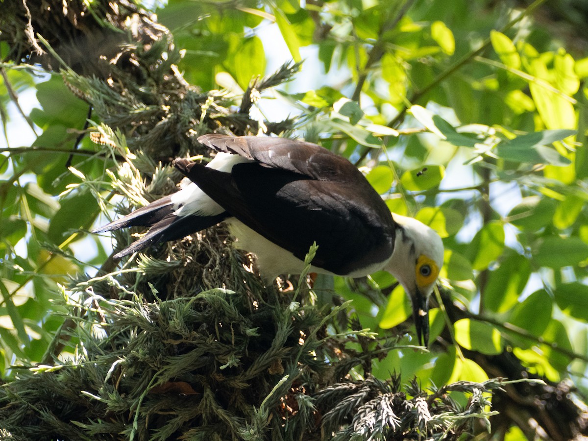 White Woodpecker - ML647037547