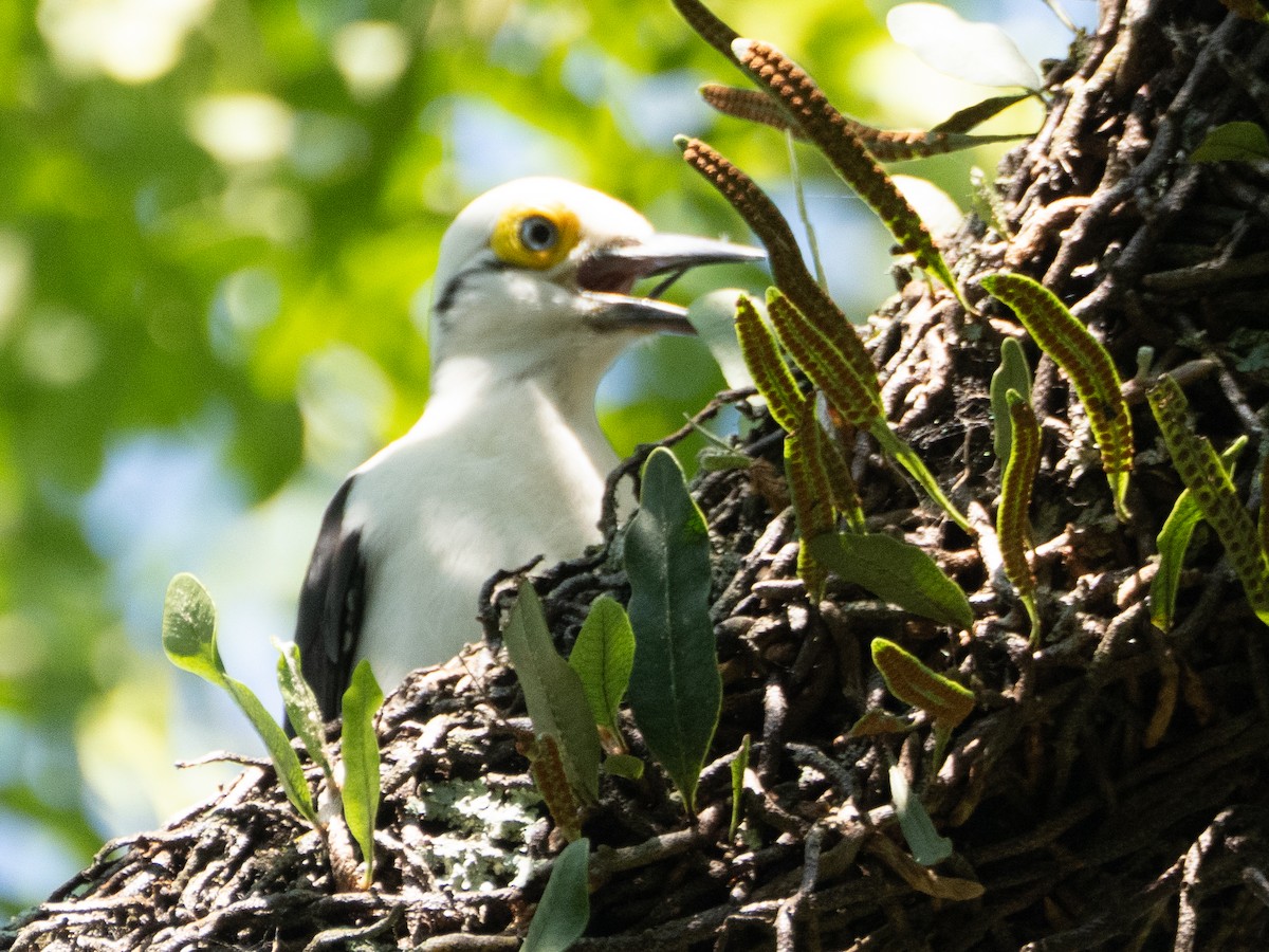 White Woodpecker - ML647037548