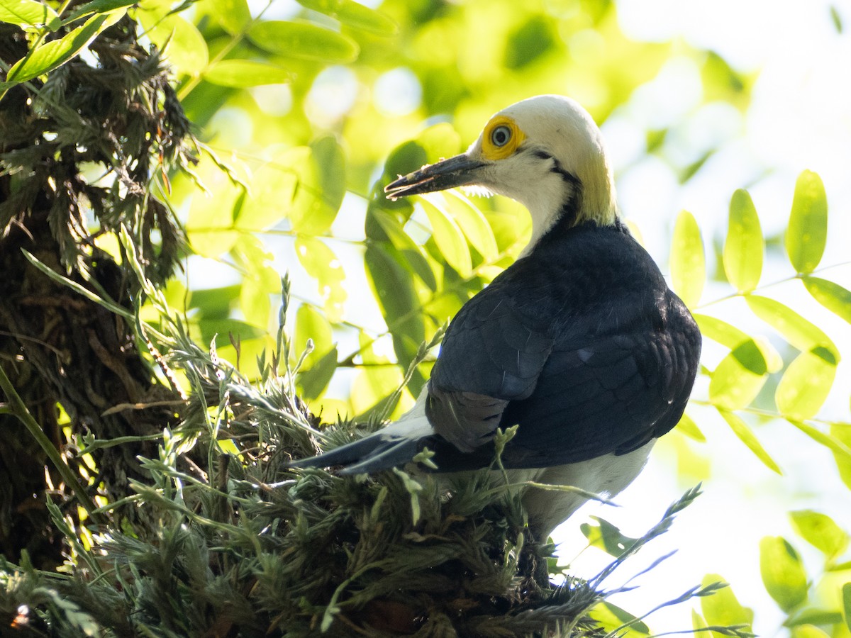 White Woodpecker - ML647037549