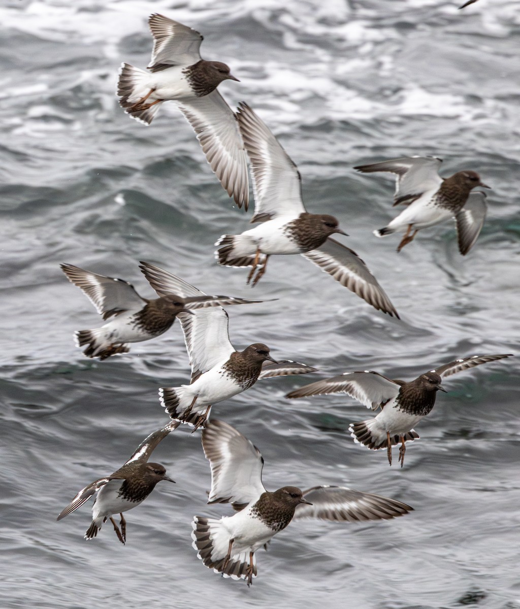 Black Turnstone - ML647037550