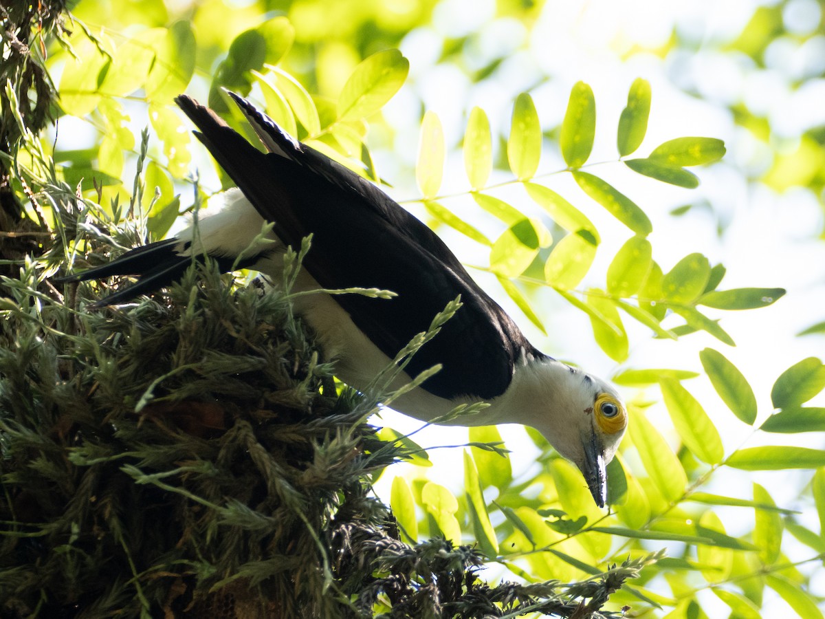 White Woodpecker - ML647037551