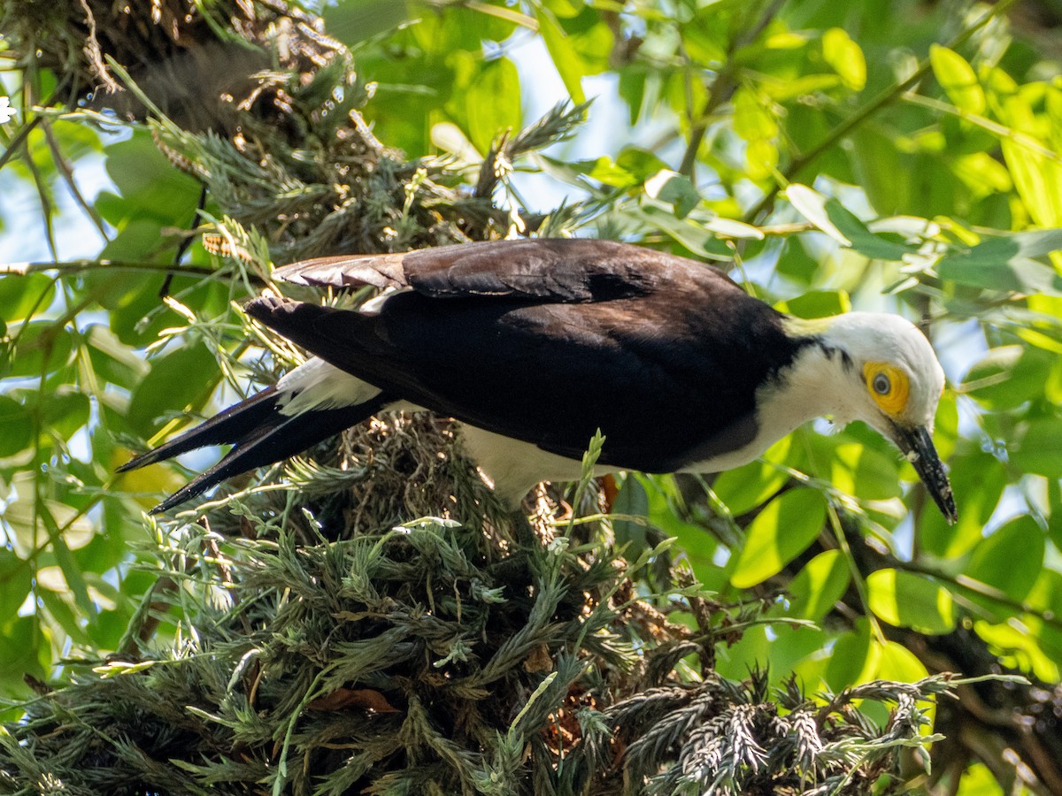 White Woodpecker - ML647037552