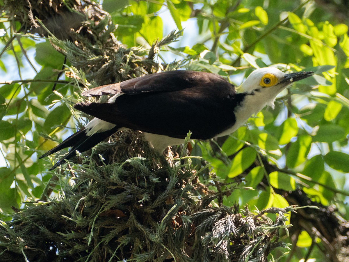 White Woodpecker - ML647037553