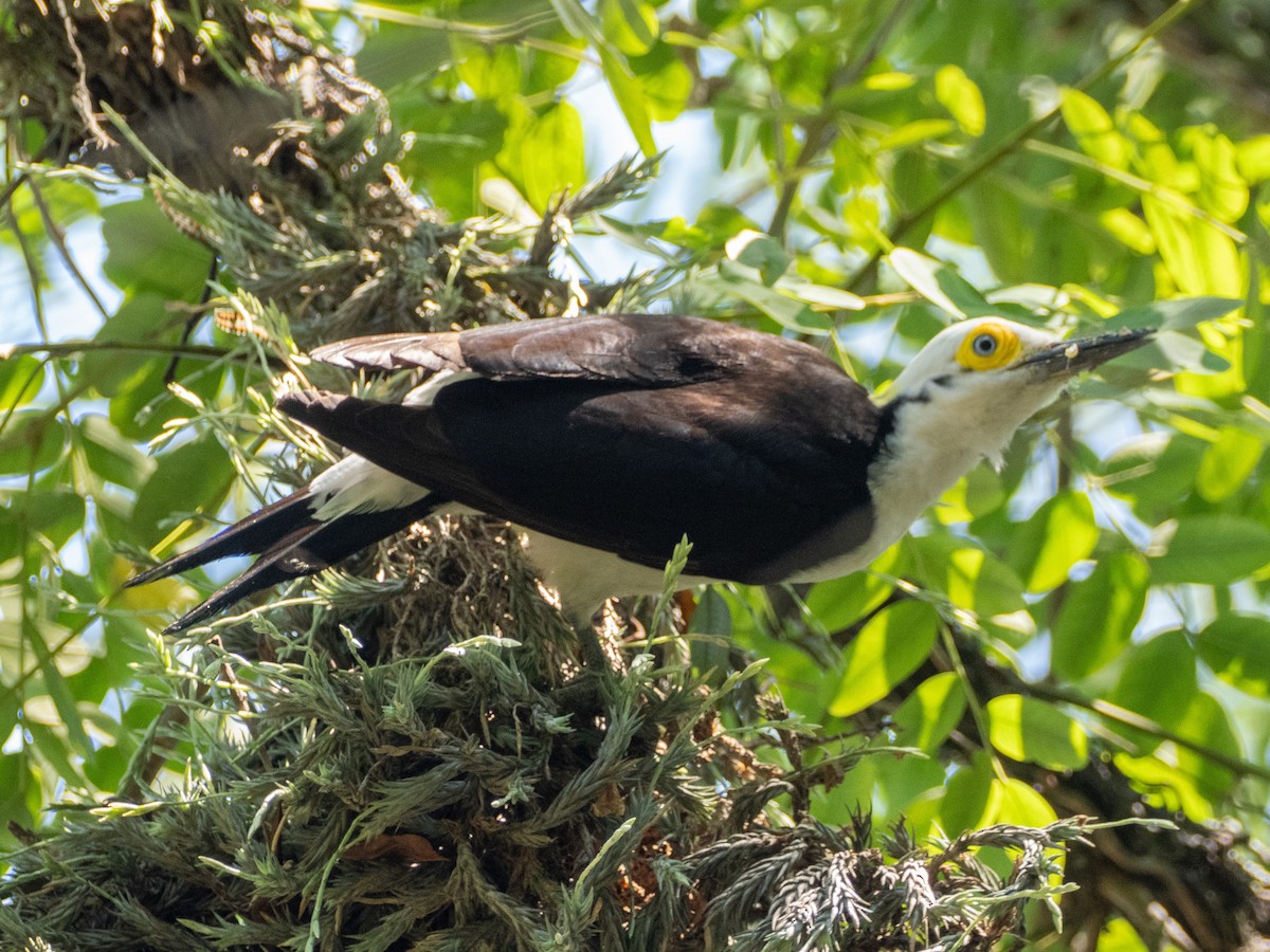 White Woodpecker - ML647037554