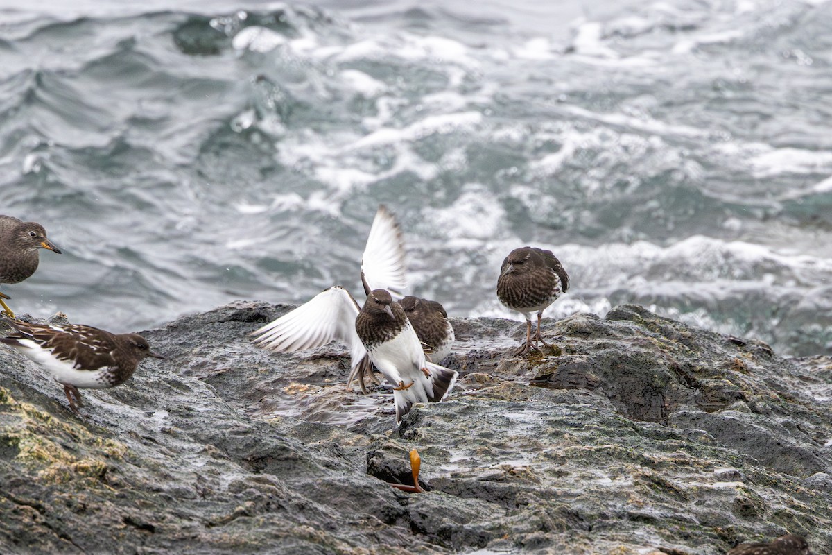 Black Turnstone - ML647037563