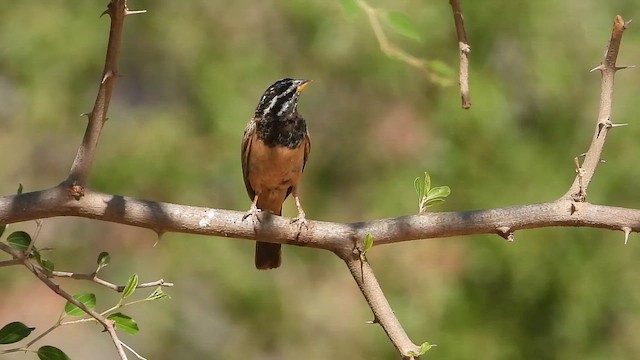 גיבתון קינמון - ML647037565