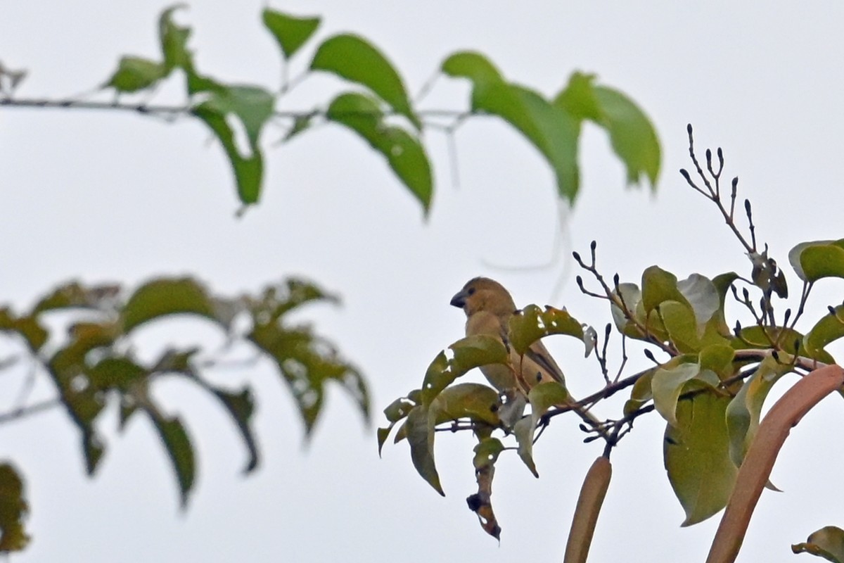 Gray Seedeater - ML647037572