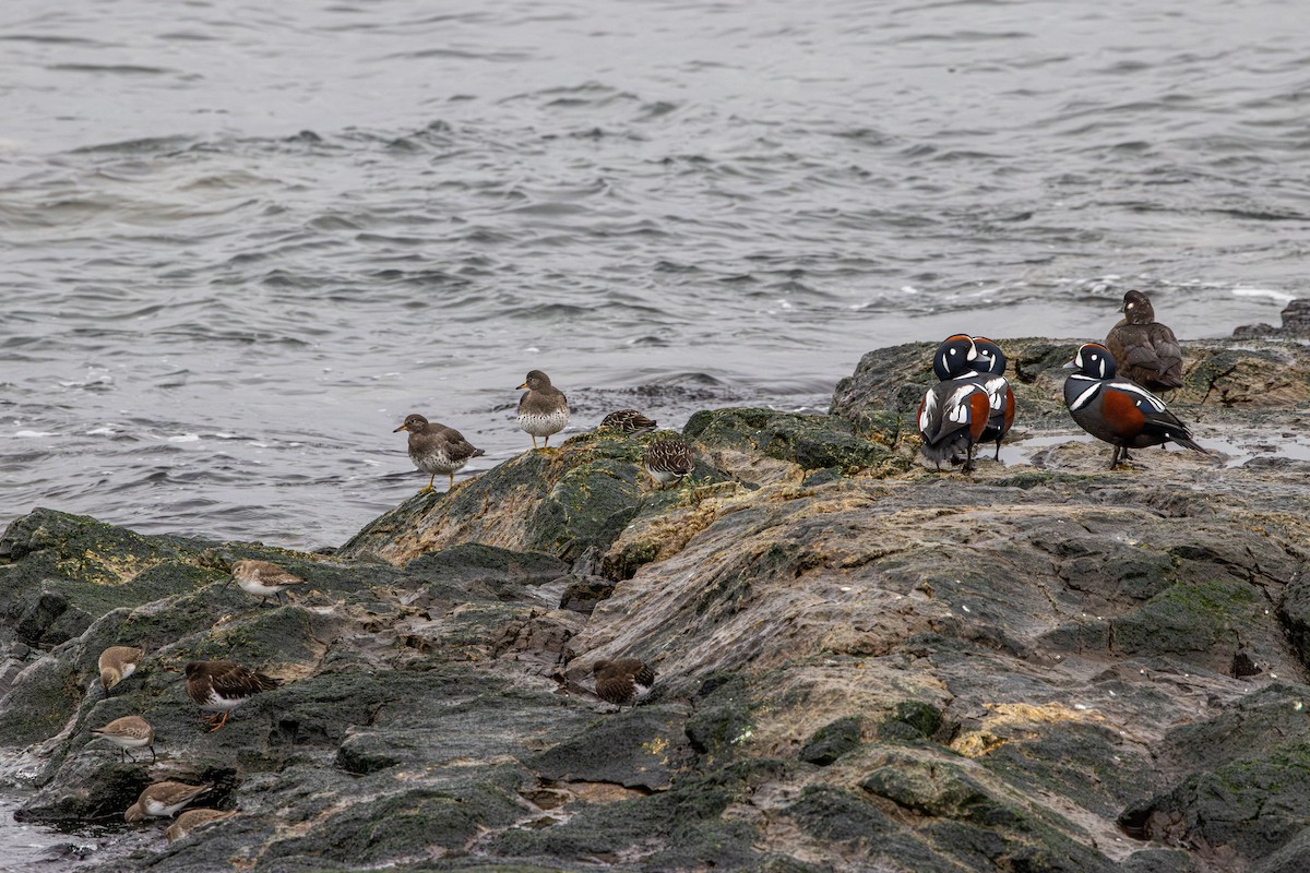 Palyaço Ördeği - ML647037573