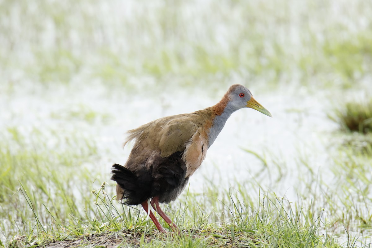Giant Wood-Rail - ML647037579